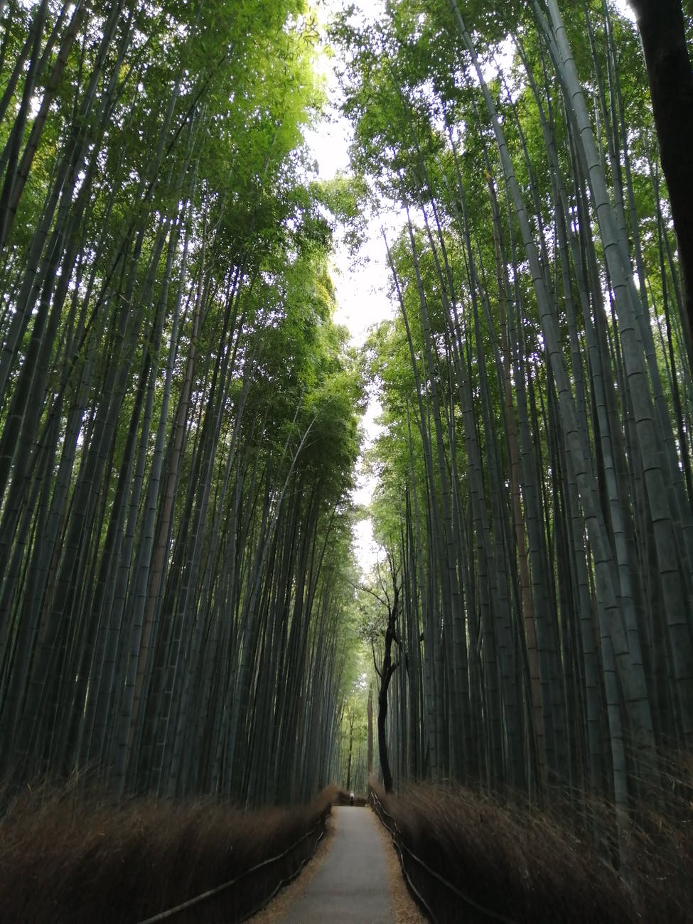 green trees on brown field