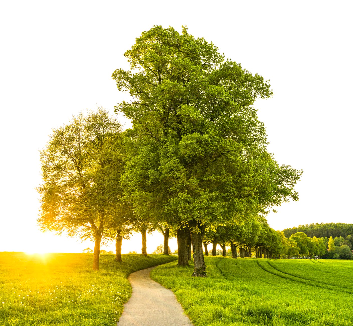 trees with pathway