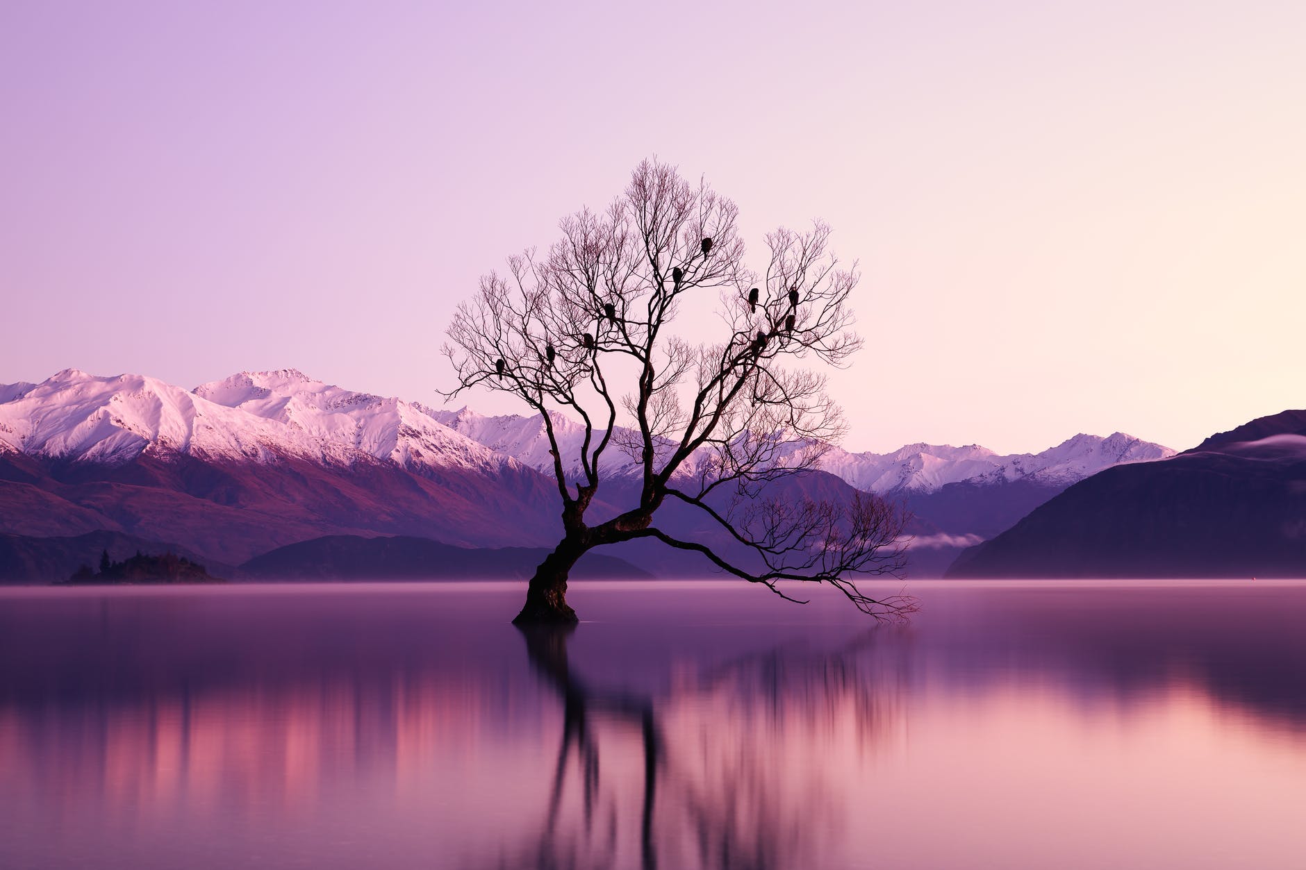 black withered tree surounded by body of water