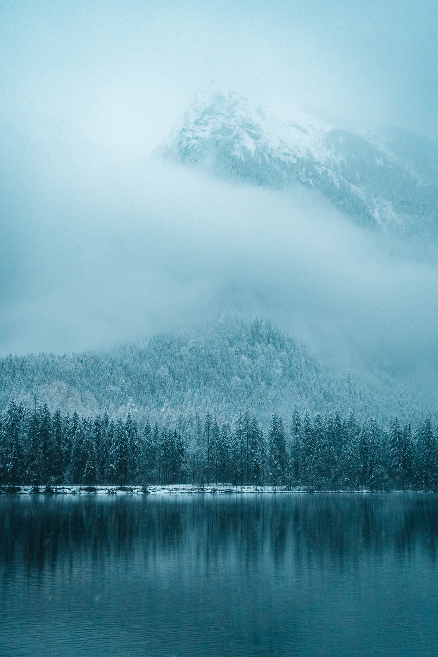 reflection of trees