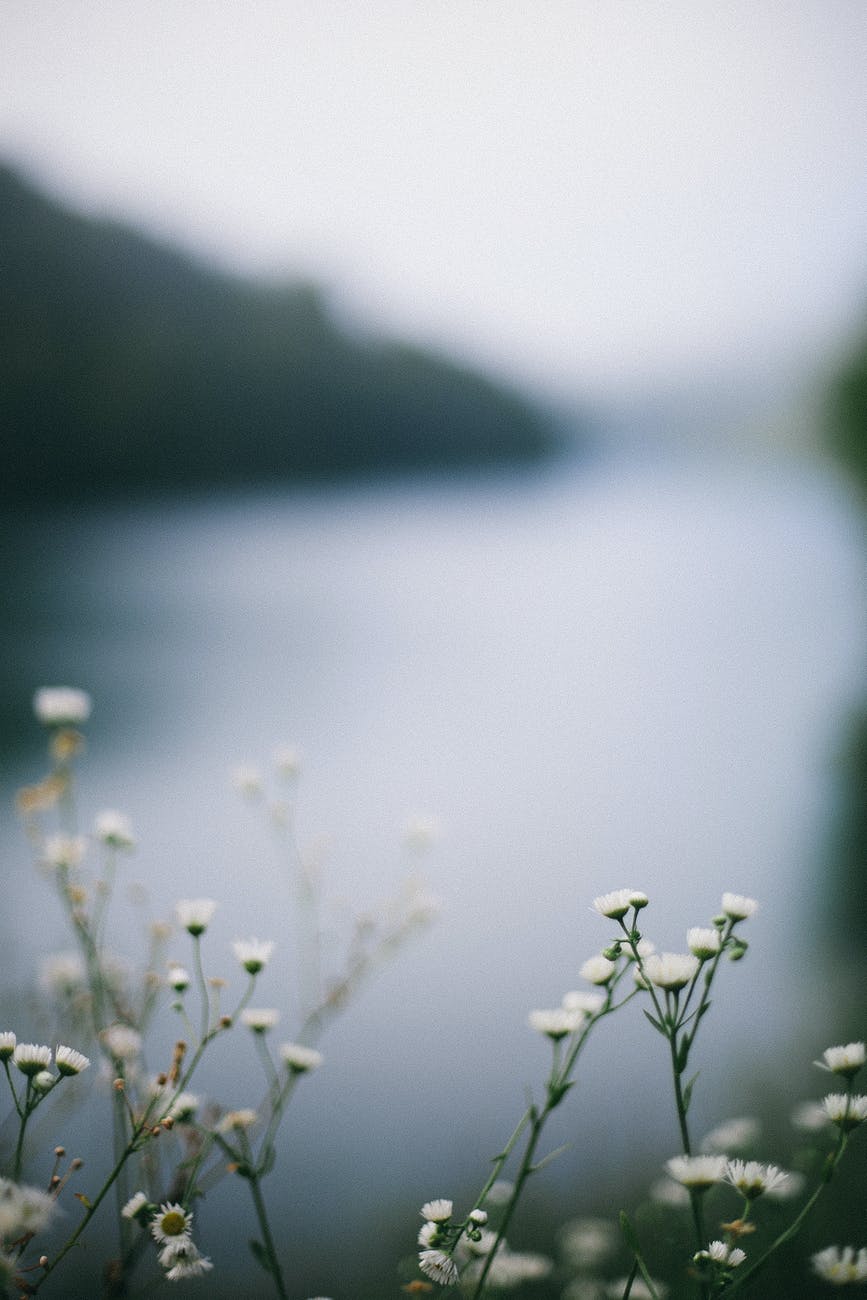 blossoming flowers against river and ridge in summertime