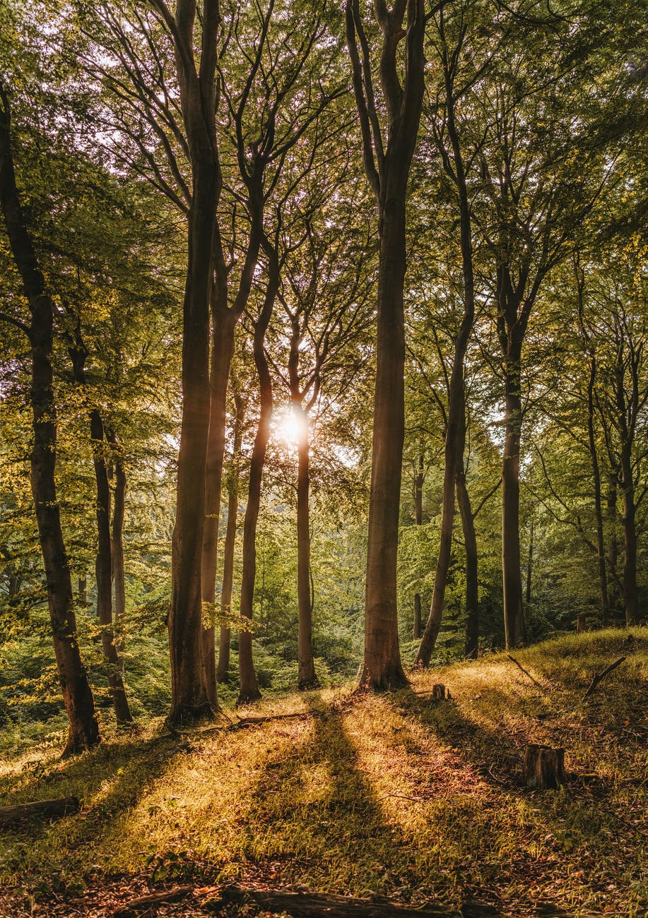 photography of forest