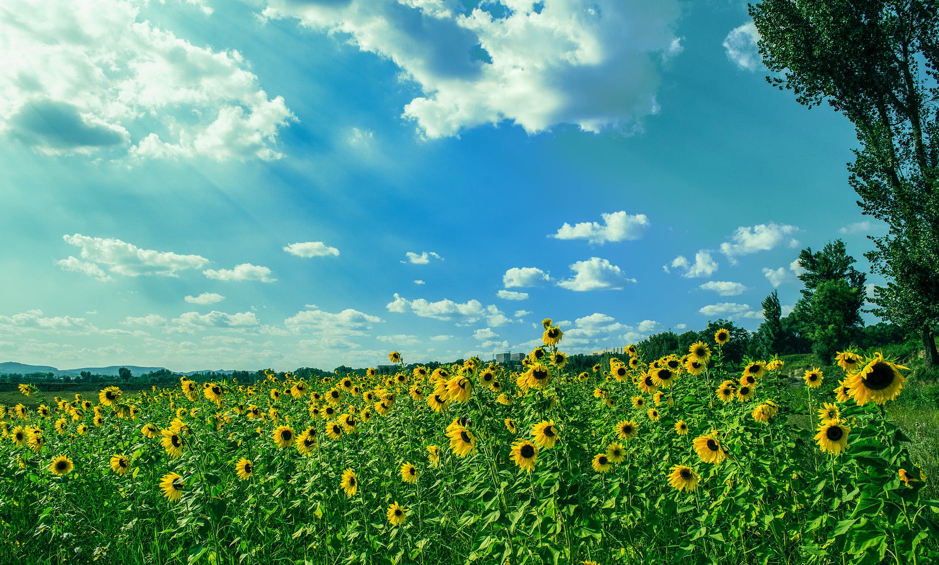 yellow sunflower field under blue and white sky