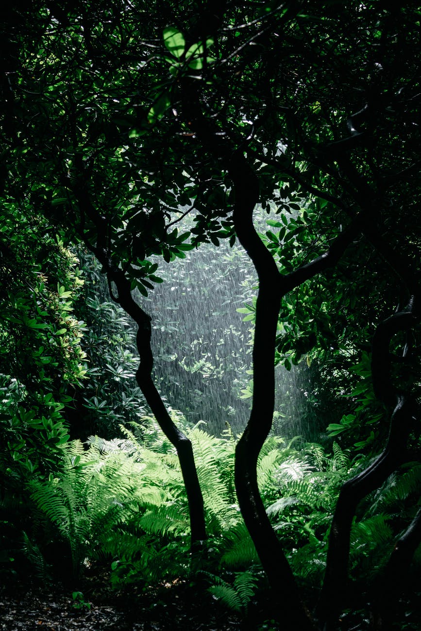 rain passing through at clearing in the woods