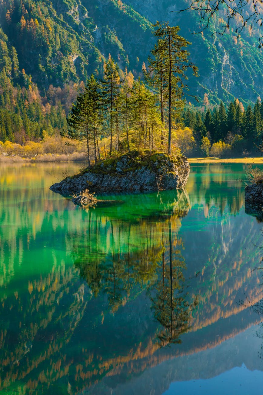 scenic view of lake in forest