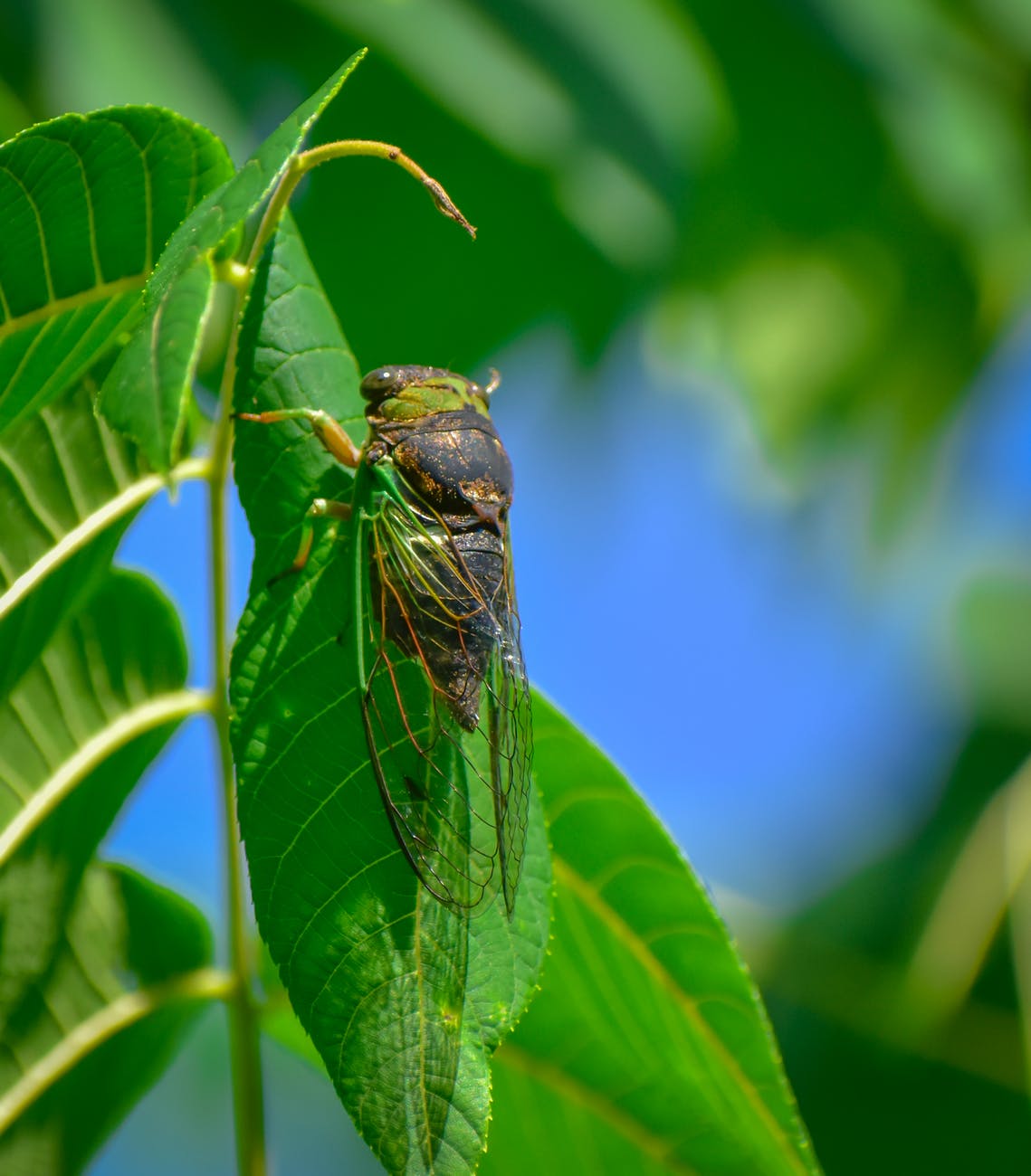 cicada on green stem in natural habitat