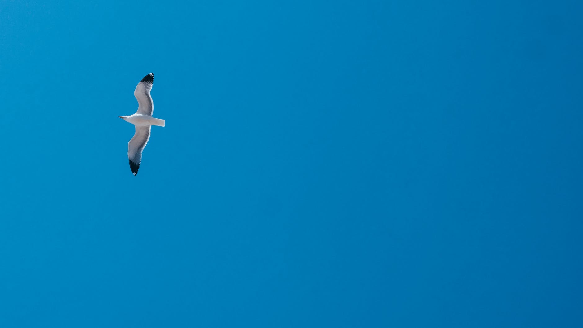 a seagull flying in the sky