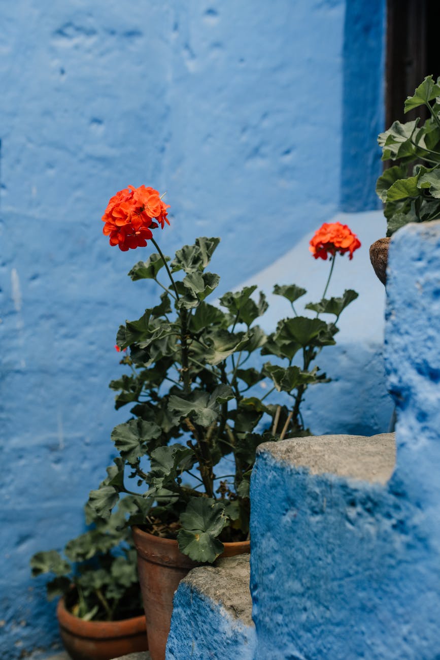 blooming flowers in pot on blue stairs