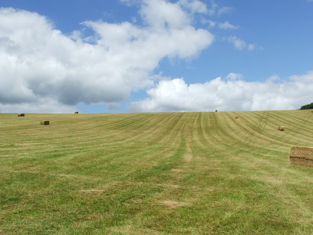 Blue And White Sky, Green Field